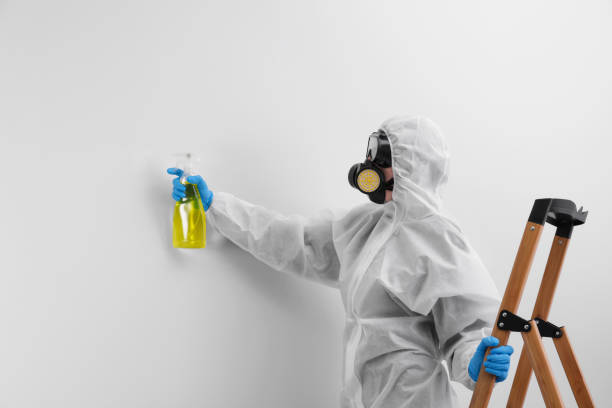 Reliable Western Springs, IL Mold Removal Solutions